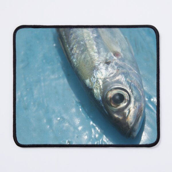 Item preview, Fish photography print designed and sold by Zummi.