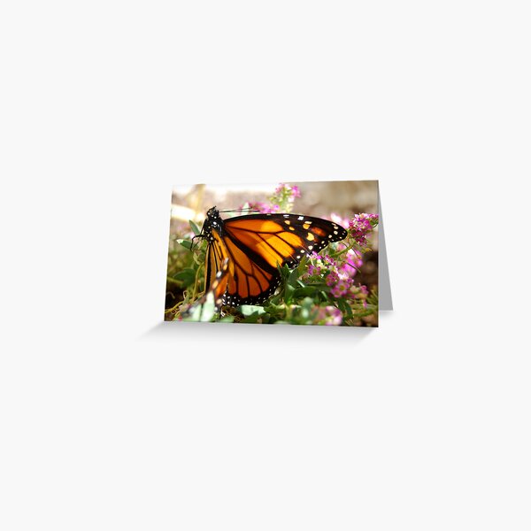 NZ Monarch Greeting Card