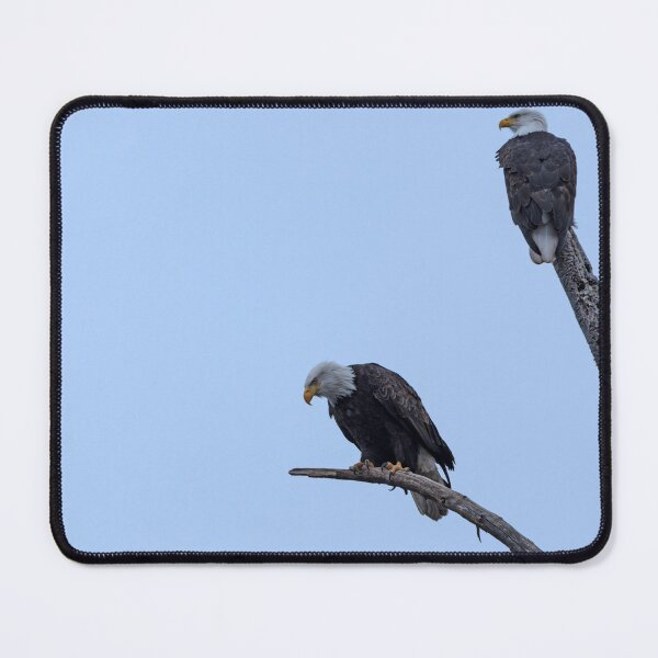 Item preview, Pair of Bald Eagles with one peering down designed and sold by lisavonbiela.