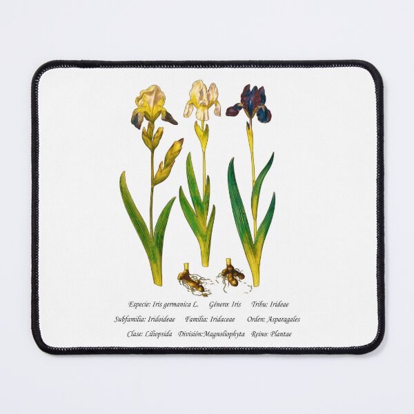 Item preview, German Iris designed and sold by Flores1965.