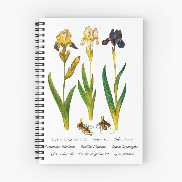 Item preview, German Iris designed and sold by Flores1965.