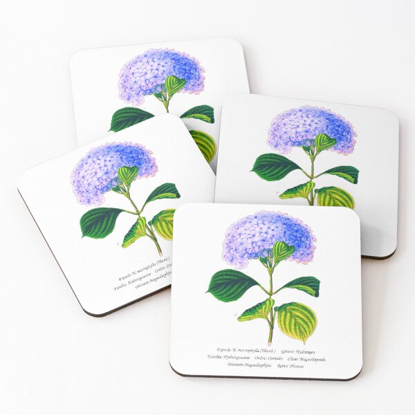 Item preview, Hydrangea designed and sold by Flores1965.