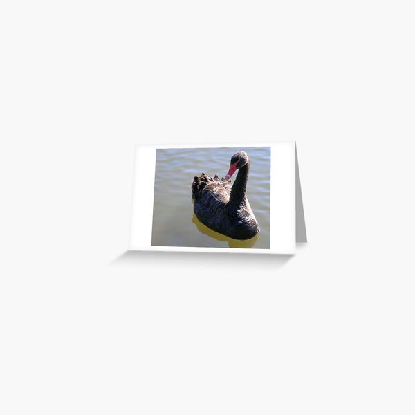 Black Swan Greeting Card