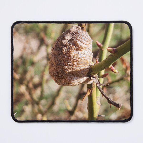 Artikelvorschau, Mantis-Pod entworfen und verkauft von IndyLady.