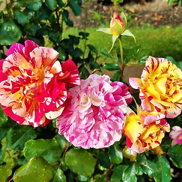 Artwork thumbnail, Mixed Color Roses by Phantastique Boutique