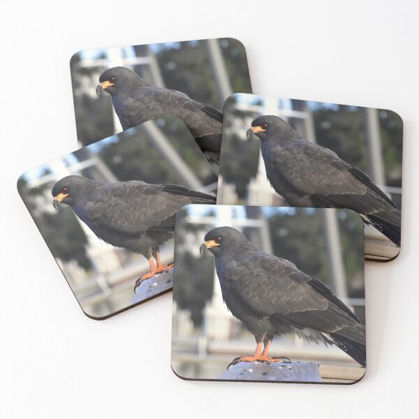Item preview, Snail Kite Perched on Wooden Railing designed and sold by MercerImages.