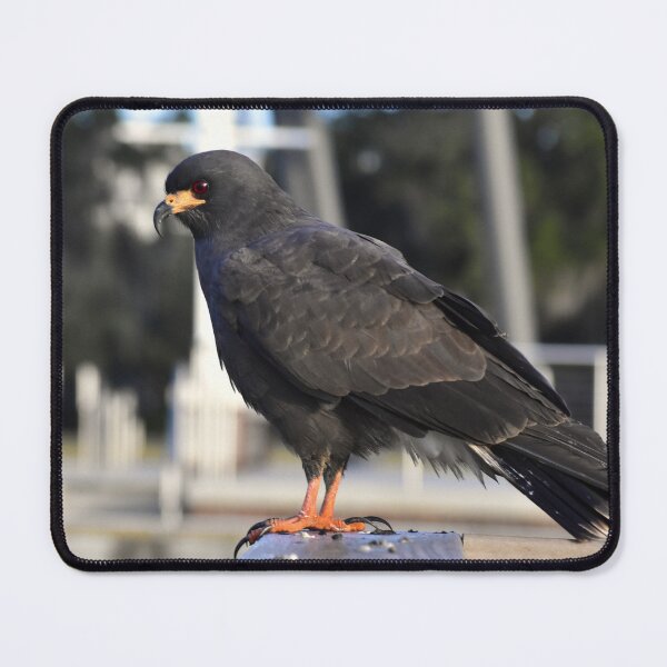 Item preview, Snail Kite Perched on Wooden Railing designed and sold by MercerImages.