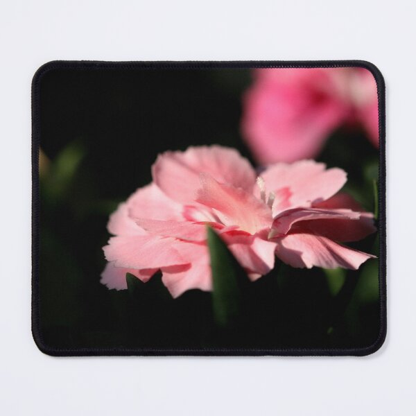 Item preview, Dianthus caryophyllus designed and sold by SmoothBreeze7 | Liz Collet Photography.
