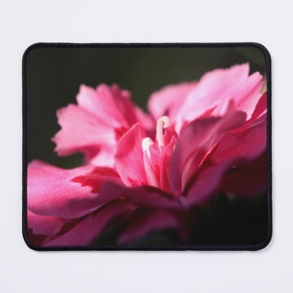 Item preview, Dianthus caryophyllus designed and sold by SmoothBreeze7 | Liz Collet Photography.