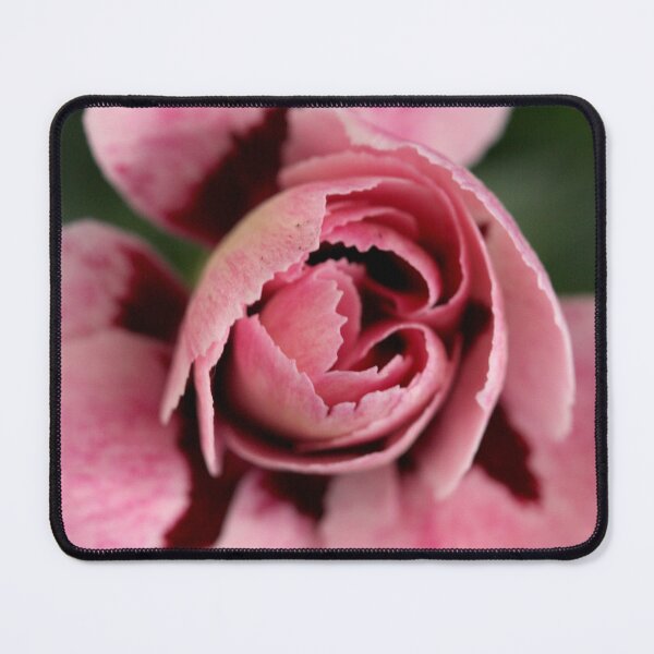 Item preview, Fragrant carnation, Dianthus caryophyllus designed and sold by SmoothBreeze7 | Liz Collet Photography.