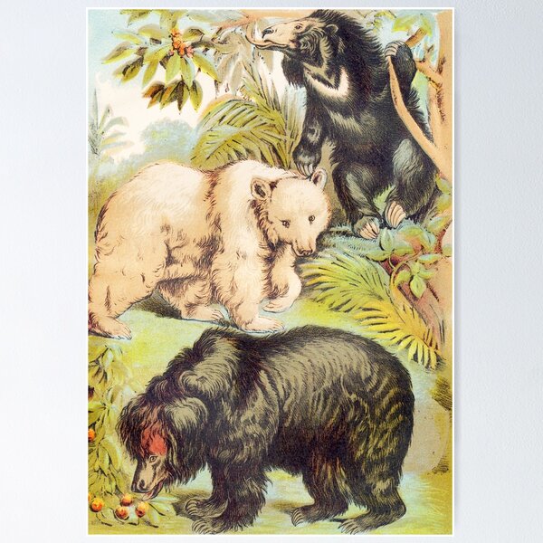 Item preview, Species of Bears vintage illustration art designed and sold by Vintage Designs +.