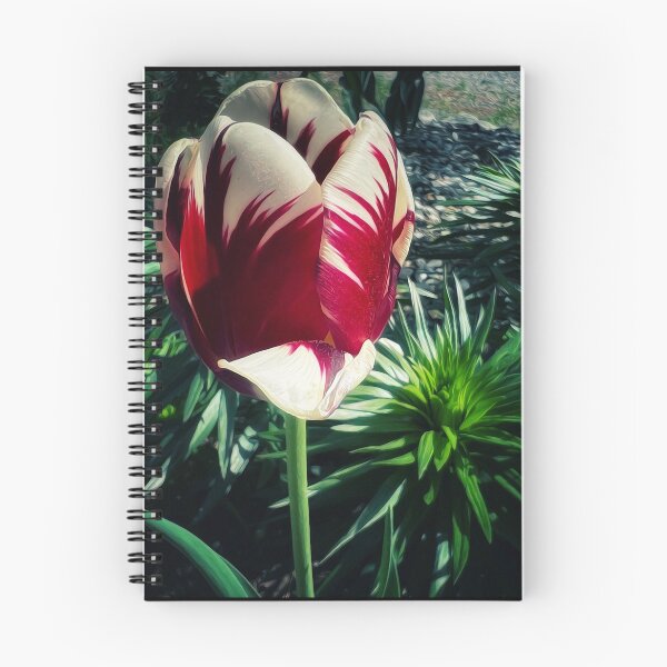 Item preview, Verigated Tulip designed and sold by PementPhotoArt.
