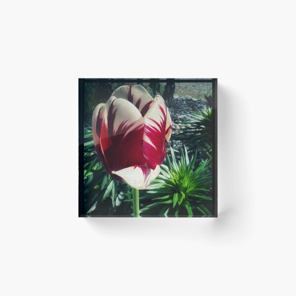 Item preview, Verigated Tulip designed and sold by PementPhotoArt.