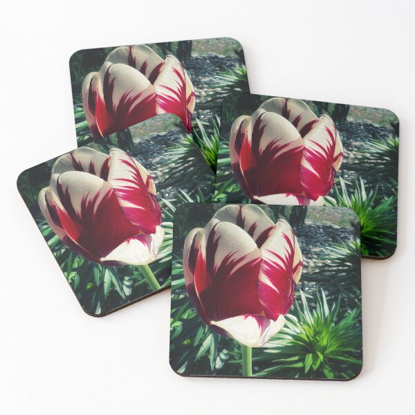 Item preview, Verigated Tulip designed and sold by PementPhotoArt.
