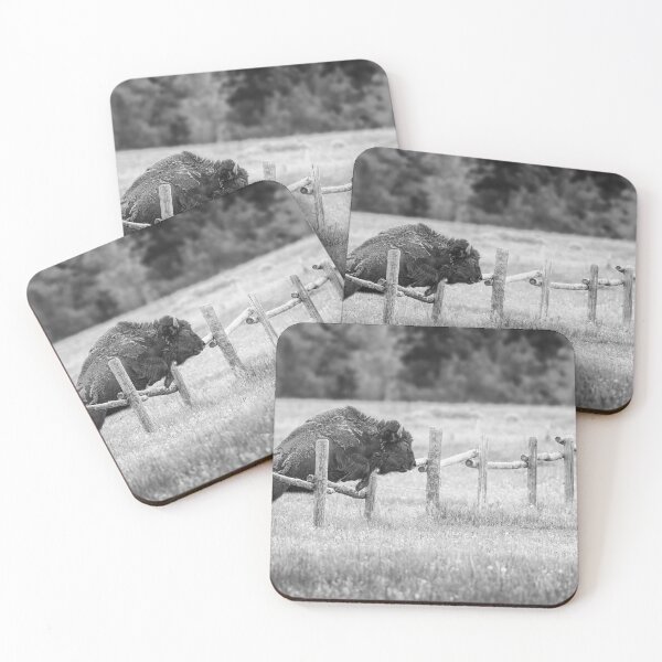 Item preview, Bison Leaps a Fence Grand Teton NP BW designed and sold by PhotoArt by Joan Carroll.