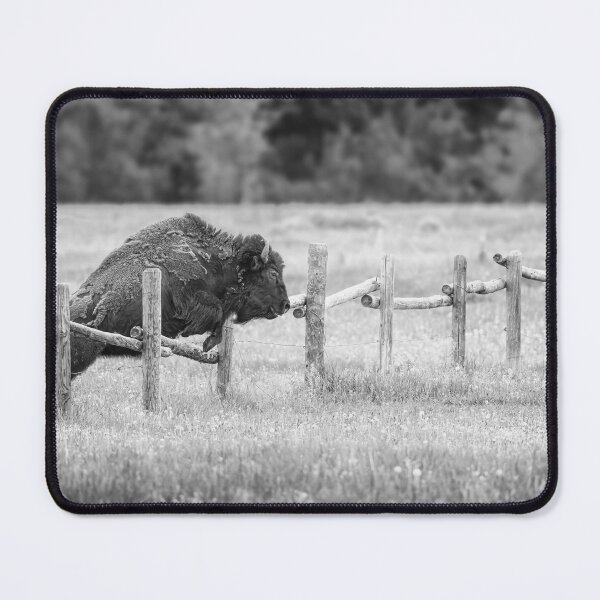 Item preview, Bison Leaps a Fence Grand Teton NP BW designed and sold by PhotoArt by Joan Carroll.
