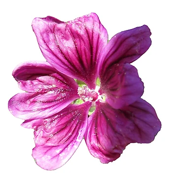Artwork thumbnail, Mallow Flower Sticker by RozDoz