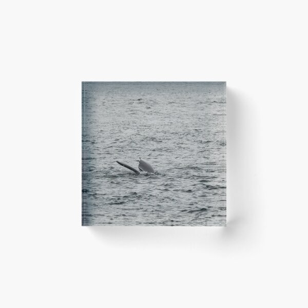 Item preview, Spot the Whale Tail designed and sold by TinyDinoDesigns.