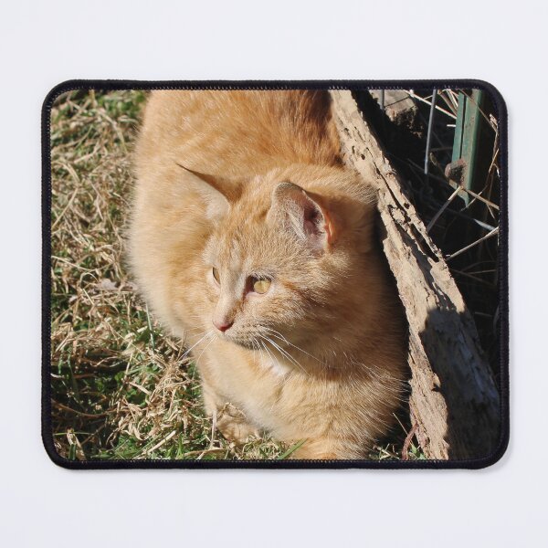 Item preview, House cat leaning against the fence designed and sold by McFleur's Lens.