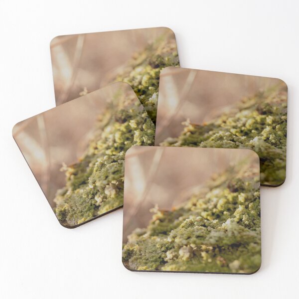 Item preview, Golden Hour Moss: Sun-Drenched Forest Texture designed and sold by vikko-art.