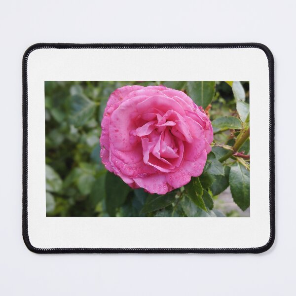 Artikelvorschau, Zartrosa Rose im natürlichen Licht entworfen und verkauft von SolaraNature.