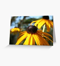 Blackeyed Susan Greeting Card