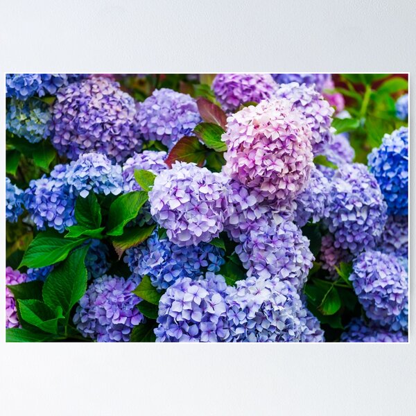Item preview, Purple Hydrangea Flowers Blooming  designed and sold by newburyboutique.