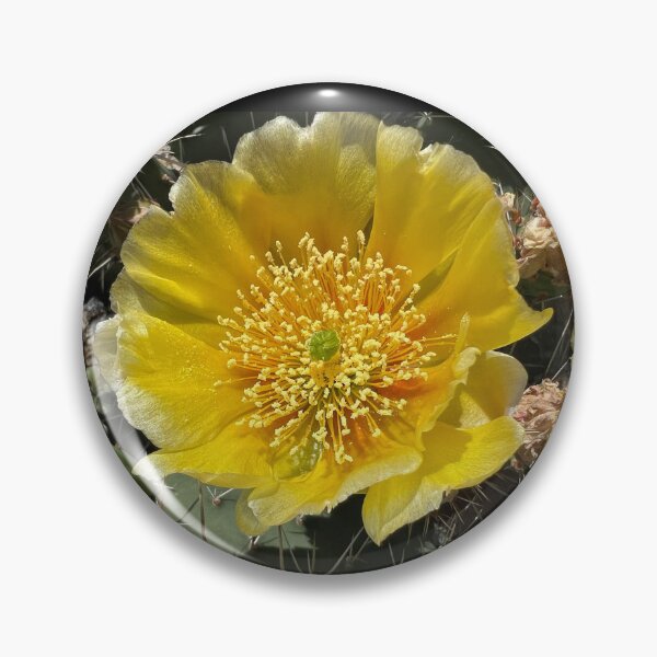 Item preview, Cacti in Canada’s only Desert designed and sold by PementPhotoArt.