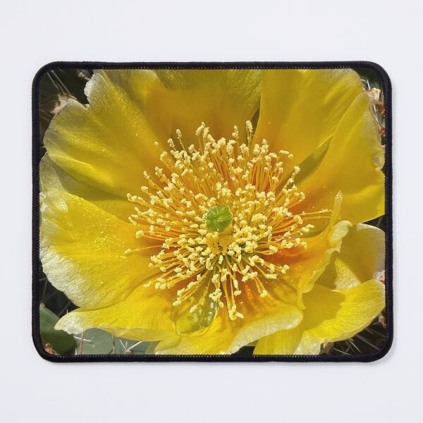 Item preview, Cacti in Canada’s only Desert designed and sold by PementPhotoArt.