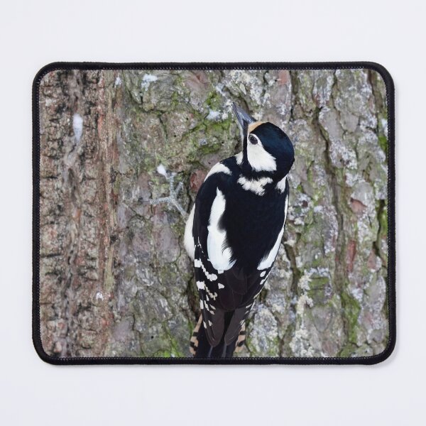 Item preview, Pinewall. Great spotted woodpecker Winter 2026 designed and sold by Jouko Lehto Photography.