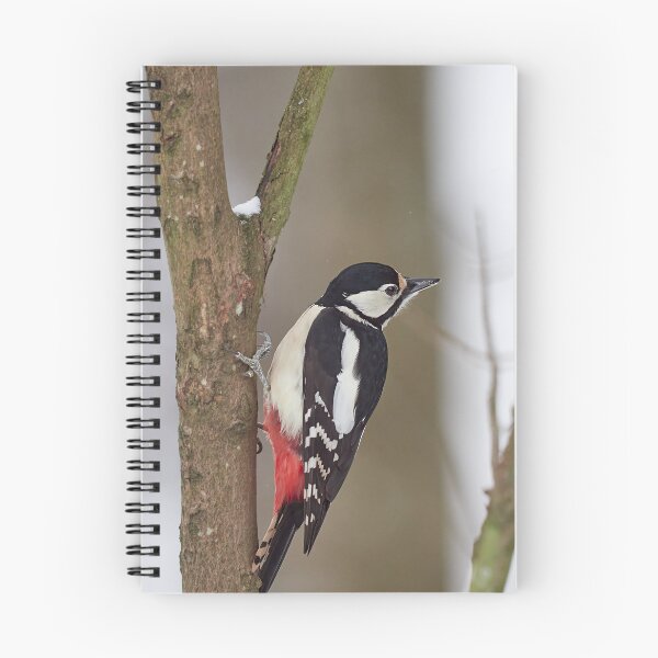 Item preview, Dreaming. Great spotted woodpecker Winter 2026 designed and sold by Jouko Lehto Photography.