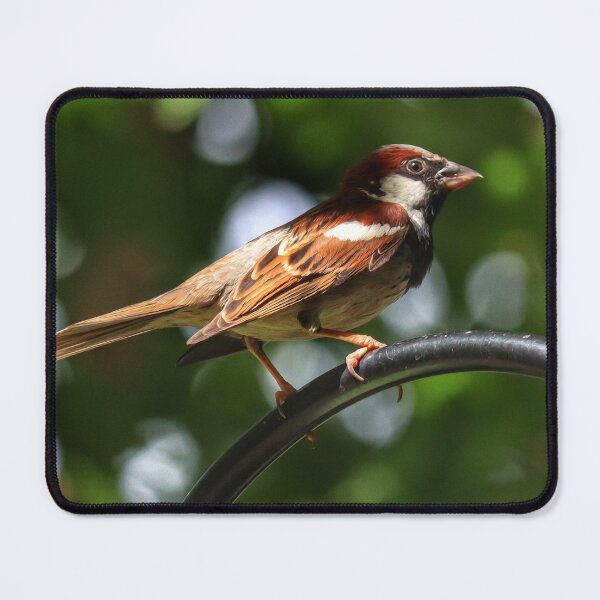 Item preview, Perched designed and sold by PementPhotoArt.