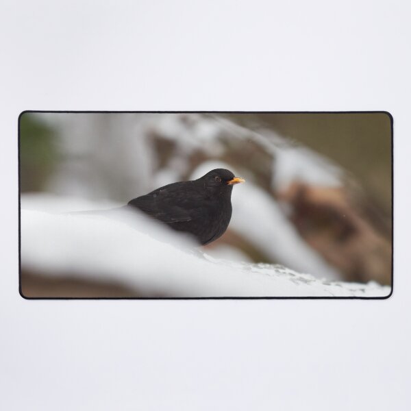 Item preview, Snowtime. Eurasian blackbird Winter 2026 designed and sold by Jouko Lehto Photography.