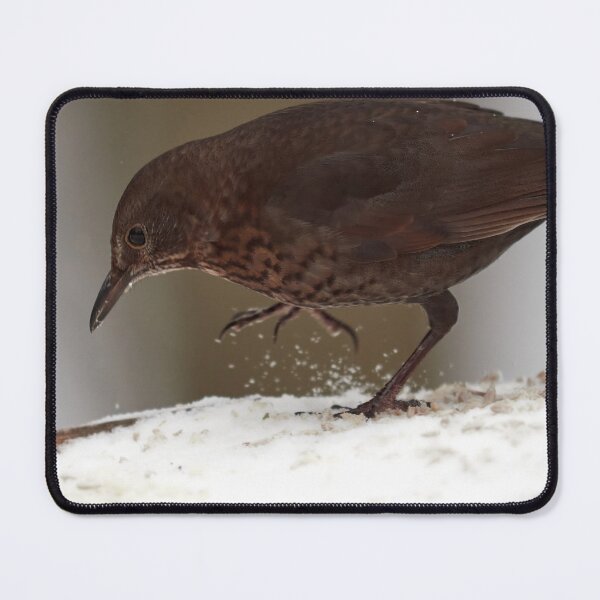 Item preview, Step by step. Eurasian blackbird Winter 2026 designed and sold by Jouko Lehto Photography.