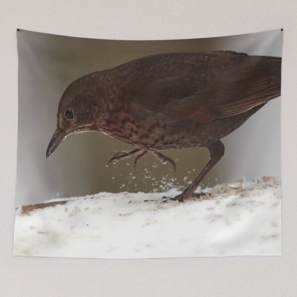 Item preview, Step by step. Eurasian blackbird Winter 2026 designed and sold by Jouko Lehto Photography.