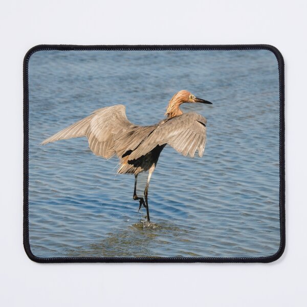 Item preview, Reddish Egret Dancing for Fish designed and sold by Debra Martz.