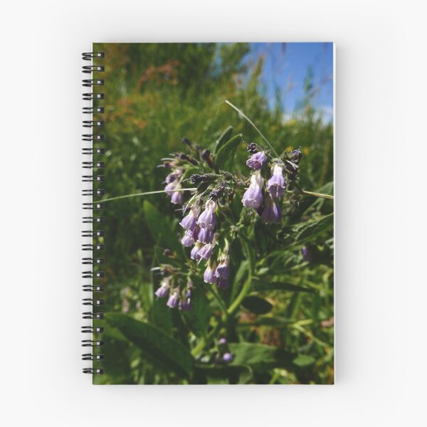 Item preview, Russian Comfrey (Symphytum x uplandicum) designed and sold by IOMWildFlowers.