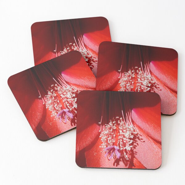 Item preview, Red Cactus Flower Bloom - Magpie Springs Nature designed and sold by MagpieSprings.