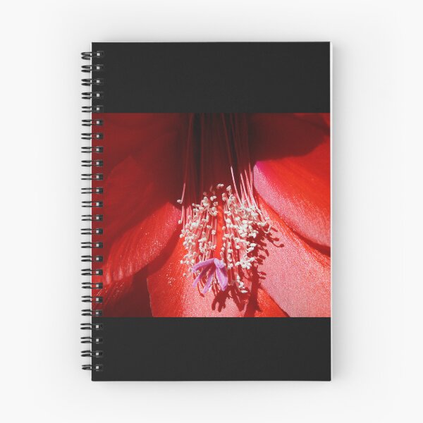 Artikelvorschau, Rote Kaktusblüte - Magpie Springs Natur entworfen und verkauft von MagpieSprings.