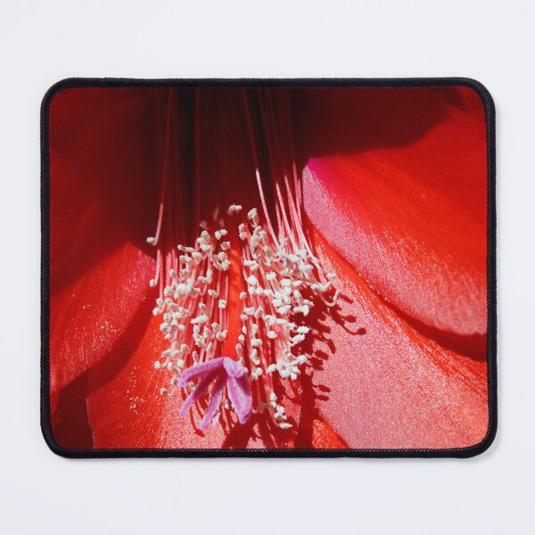 Item preview, Red Cactus Flower Bloom - Magpie Springs Nature designed and sold by MagpieSprings.