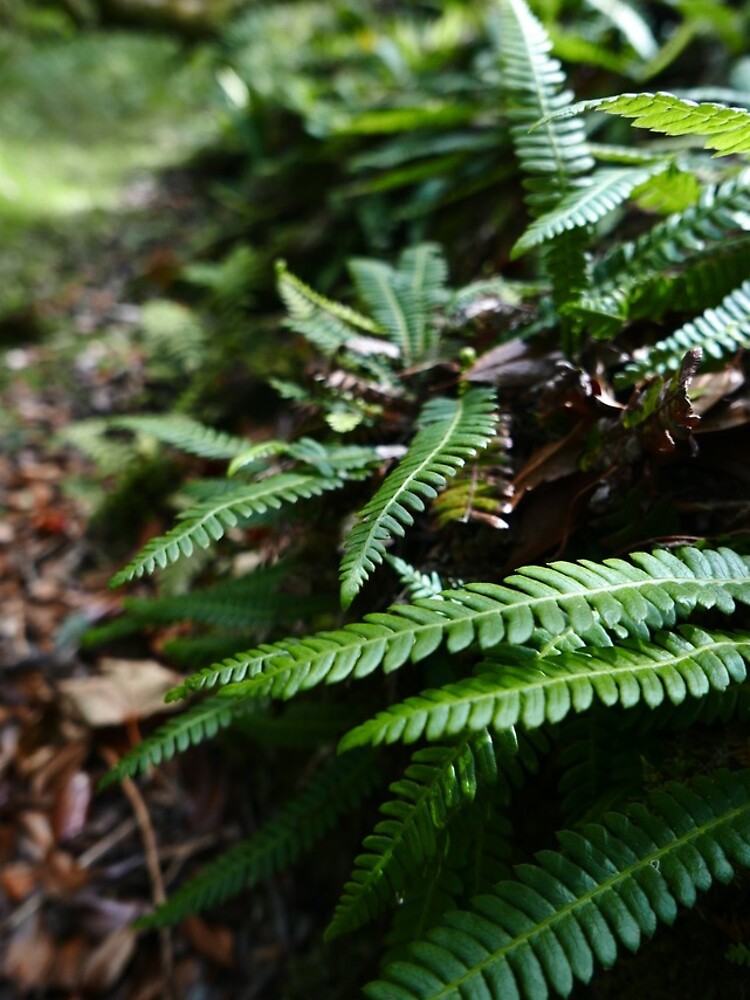 Hard Fern (Blechnum spicant) by IOMWildFlowers