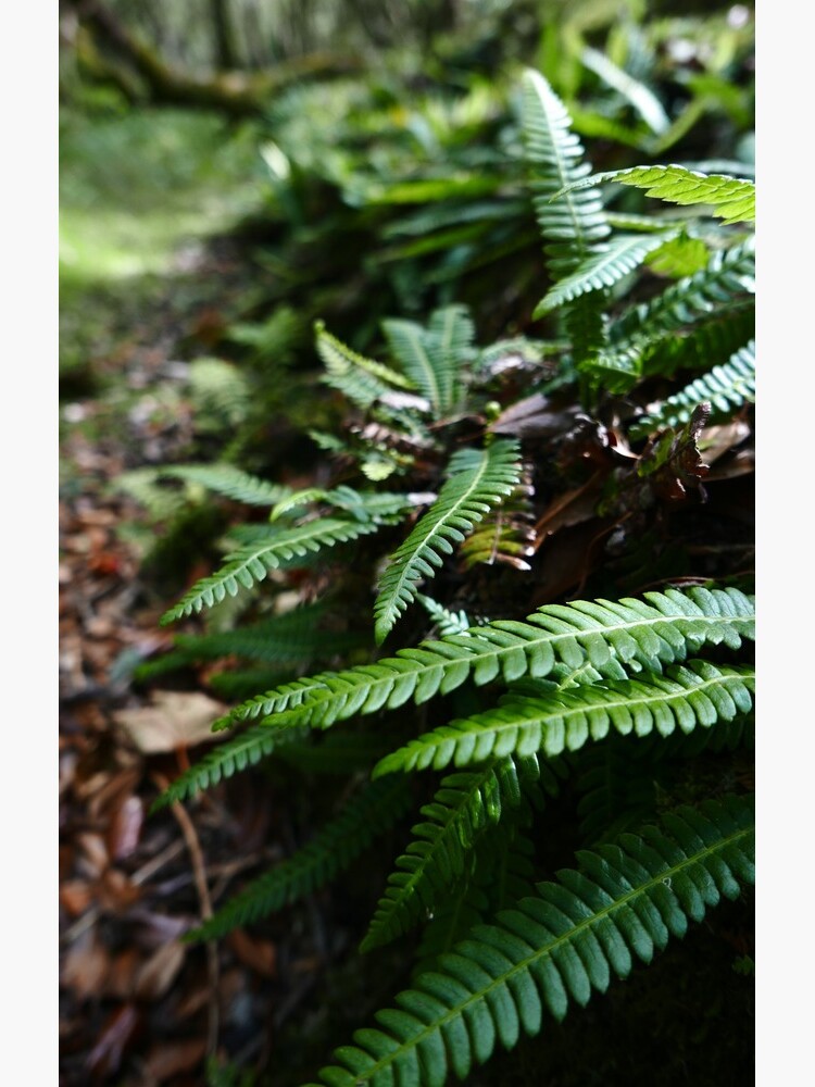 Hard Fern (Blechnum spicant) by IOMWildFlowers
