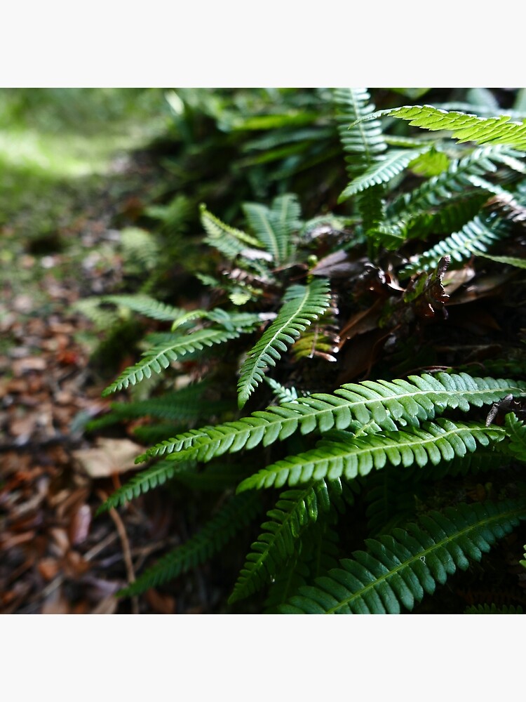 Hard Fern (Blechnum spicant) by IOMWildFlowers