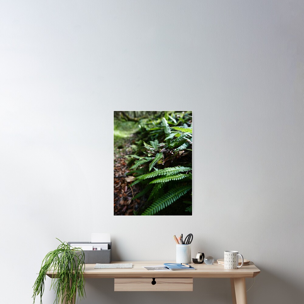 Hard Fern (Blechnum spicant) Poster