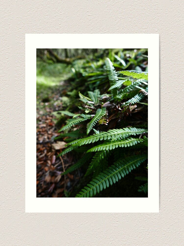 Alternate view of Hard Fern (Blechnum spicant) Art Print