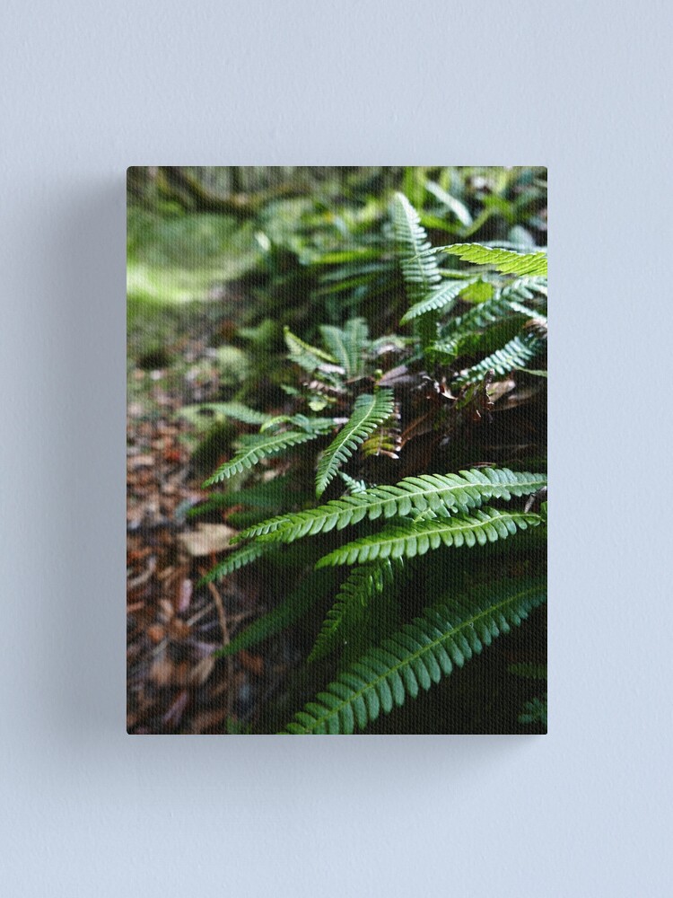 Alternate view of Hard Fern (Blechnum spicant) Canvas Print