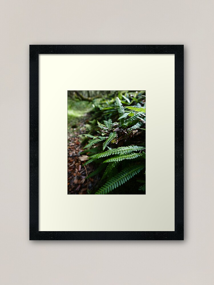 Alternate view of Hard Fern (Blechnum spicant) Framed Art Print