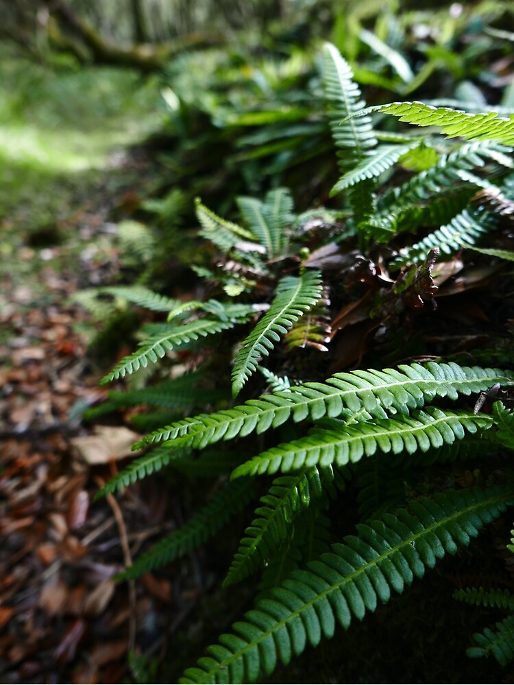 Hard Fern (Blechnum spicant) by IOMWildFlowers