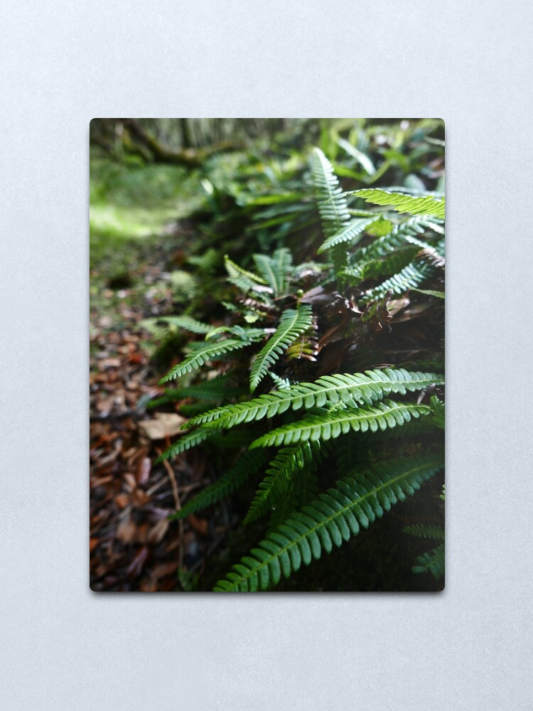 Alternate view of Hard Fern (Blechnum spicant) Metal Print