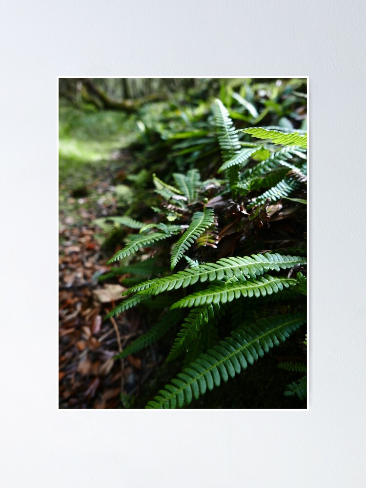 Alternate view of Hard Fern (Blechnum spicant) Poster
